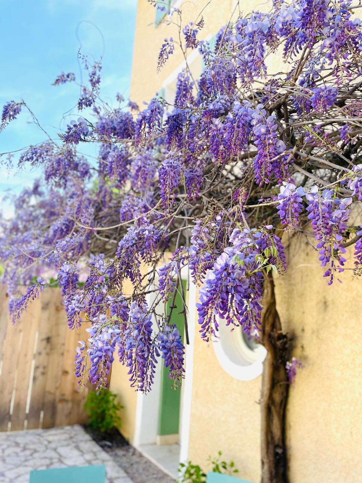 Ferienwohnung Mas Des Amarens Malaucène Exterior foto